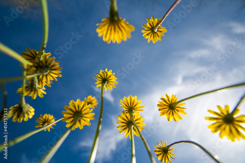 Creative Photography Of Flowers In The Field. View From Below. Spring Concept.