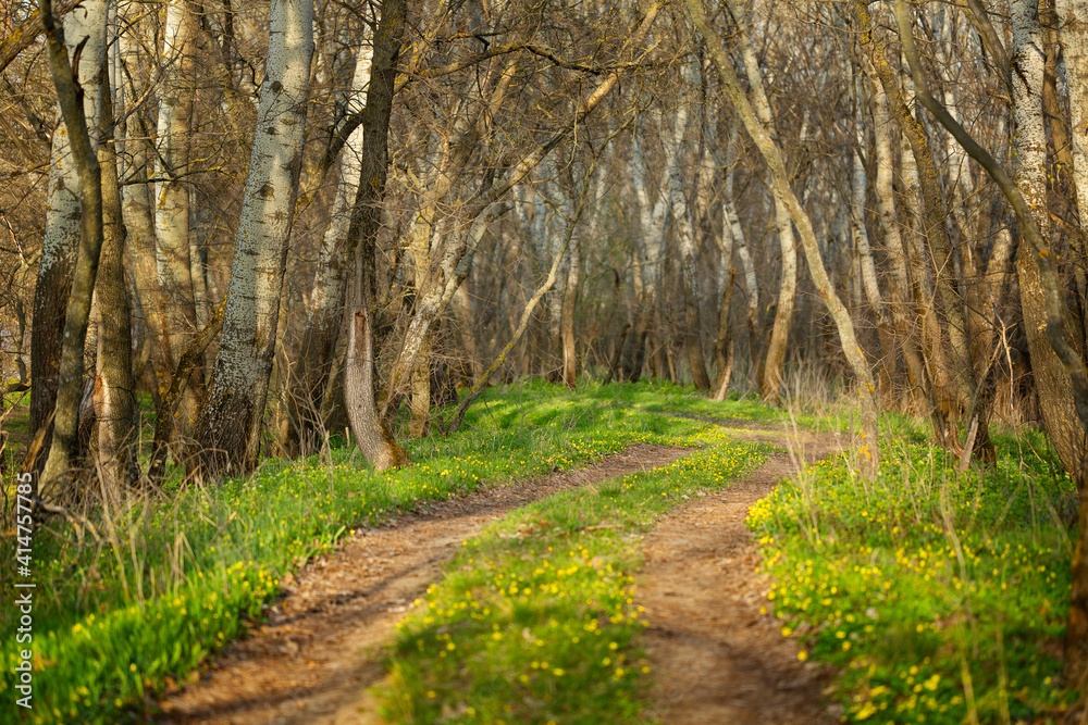 Fototapeta premium The road leading to the forest. Sunset light illuminates green grass and spring flowers