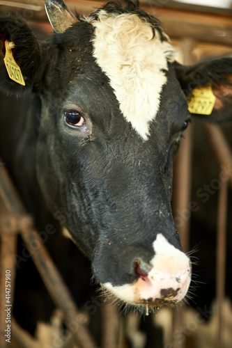 A close up of a cow. High quality photo