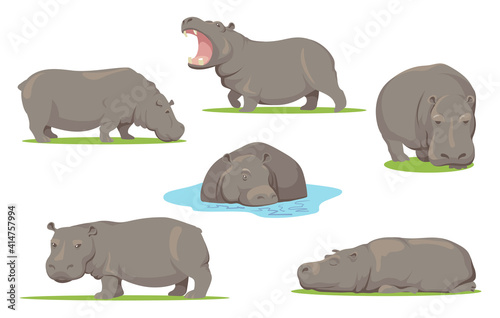 Hippo in different poses flat set for web design. Cartoon wild creature standing, sitting and walking on white background vector illustration collection. African animals, zoo and wildlife concept