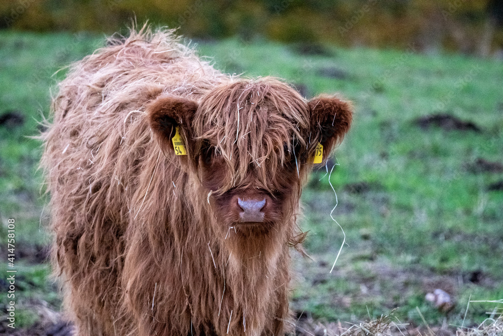 Long-haired brown longhorn highland calf on meadow in hessen, germany Long-haired brown longhorn highland calf on meadow in hessen, germany