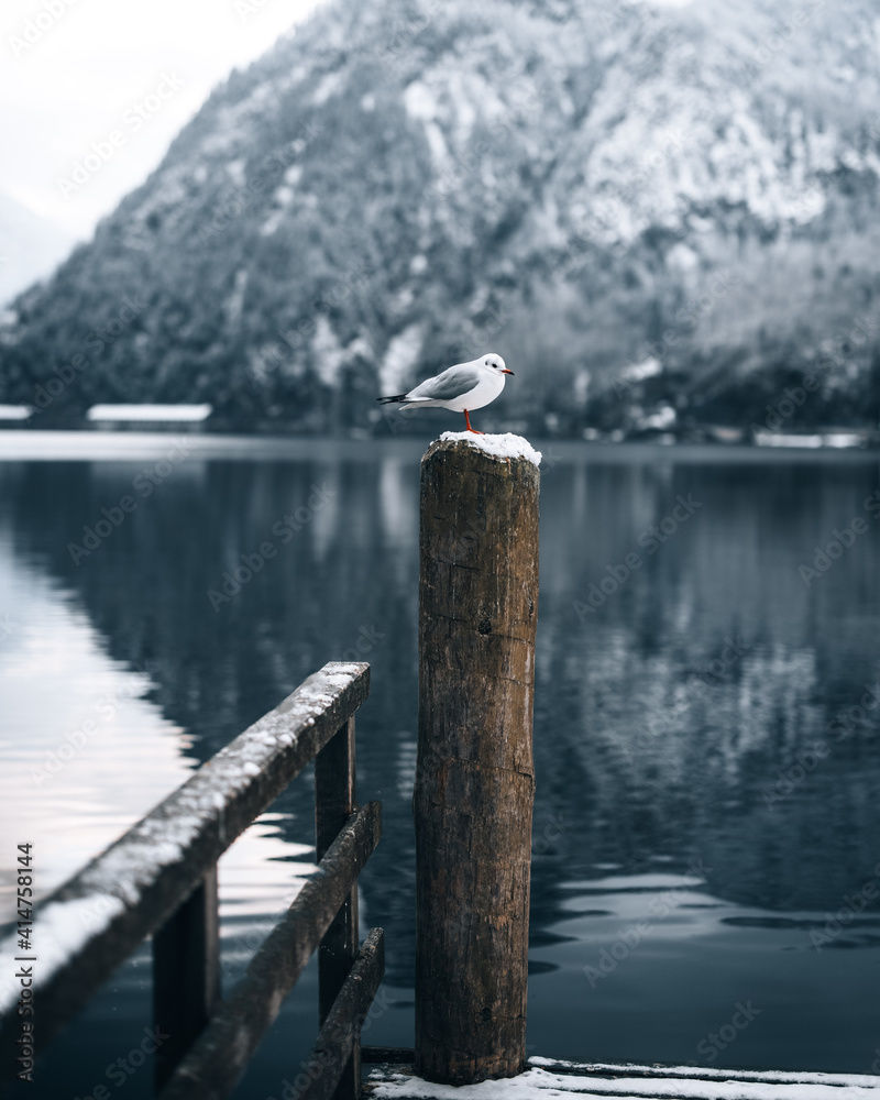 Fototapeta premium Möwe auf Holzpfeiler.