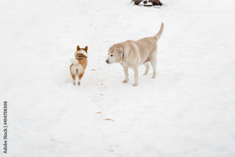 funny dog friends play in the snow season in winter. A Pembroke Welsh Corgi puppy and an adult Labrador are friends forever