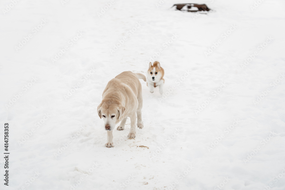 funny dog friends play in the snow season in winter. A Pembroke Welsh Corgi puppy and an adult Labrador are friends forever