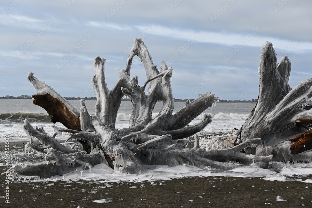 driftwood on the beach driftwood on the beach
