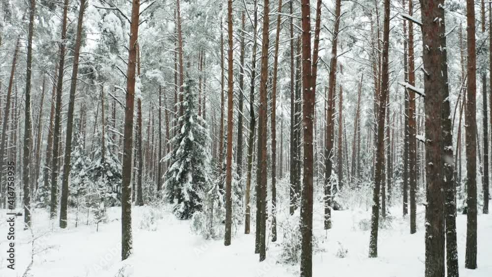 Drone shot flying on winter pine tree forest. Slow flight in forest on winter season. A beautiful winter landscape during a snowfall.
Drone shot flying on winter pine tree forest. Slow flight in forest on winter season. A beautiful winter landscape during a snowfall.