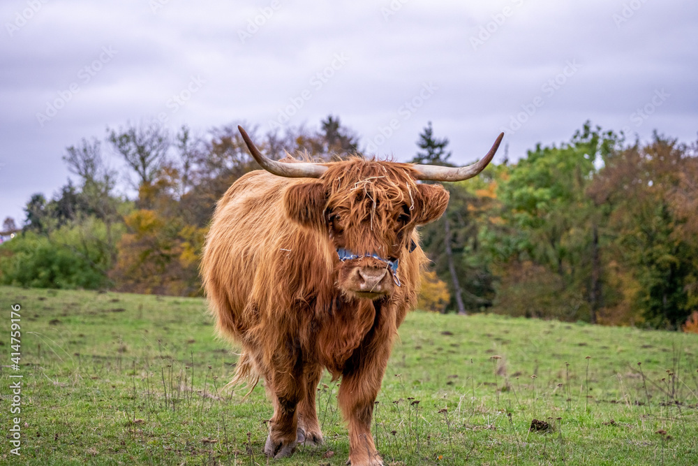 Long-haired brown longhorn highland cattle on meadow in hessen, germany