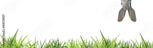 cute easter bunny peeping headlong to green grass bottom isolated on white banner - copy space