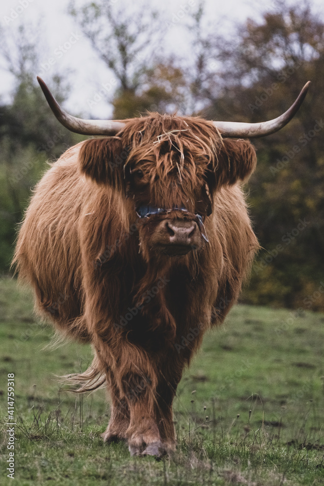 Long-haired brown longhorn highland cattle on meadow in hessen, germany