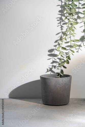 Home plant in gray concrete pot over white background with bright shadows and sunlight Scandinavian hipster home decoration.
