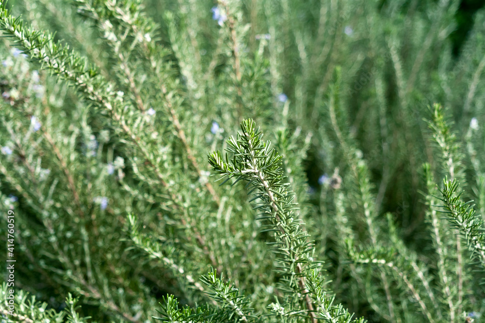 Green rosemary herb background Green rosemary herb background