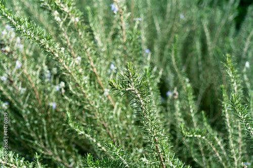 Green rosemary herb background