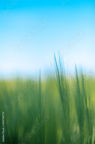 Desktop background. Green wheat and blue sky. Beautiful natural grass at background
