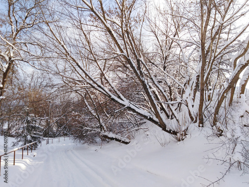 beautiful snow-covered branches in the winter park