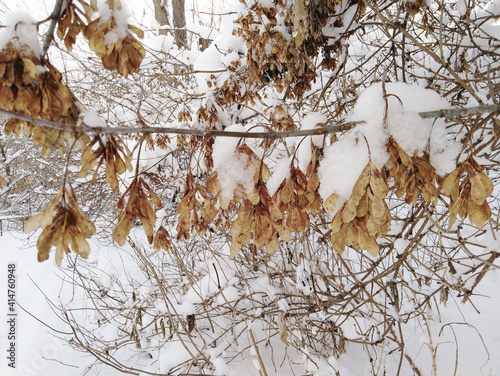 beautiful snow-covered branches in the winter park