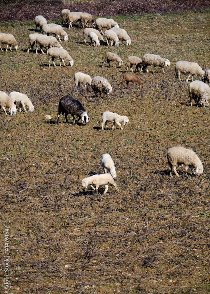 Foto scattata a delle pecore che pascolavano nei campi attorno a Pasturana (AL). Foto scattata a delle pecore che pascolavano nei campi attorno a Pasturana (AL).