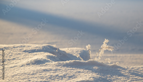 Grass in winter season with frozen ice crystal