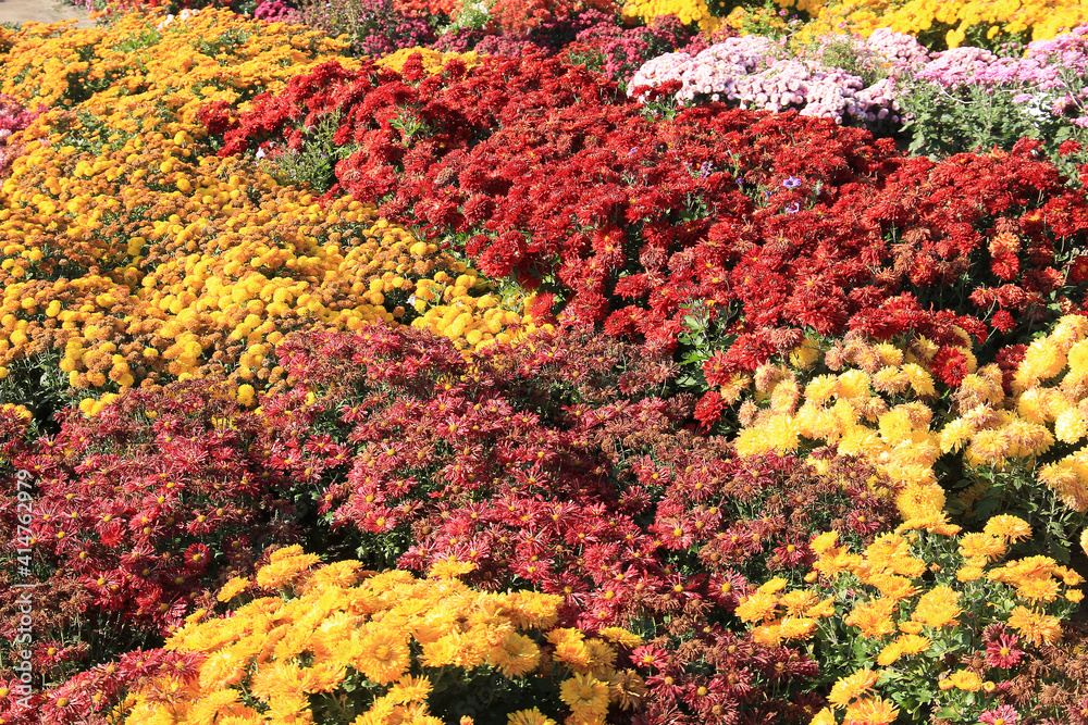 bright carpet of flowers in the autumn garden bright carpet of flowers in the autumn garden