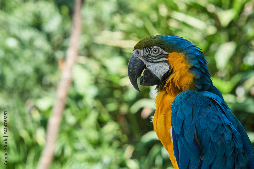 Blue and yellow macaw on green leaves background