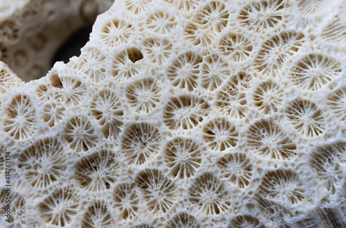 Fototapeta Naklejka Na Ścianę i Meble -  Close-up view of a nice piece of coral with beautiful patterns and a hole for a background.