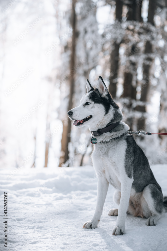 Husky posiert in Winterlandschaft.