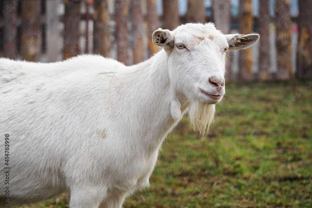 White goat outdoors on in the paddock. White goat outdoors on in the paddock.