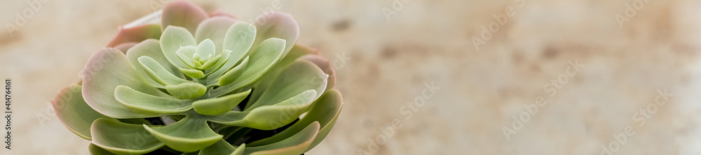 Succulent plant on pot isolated on blurred beige background. Pastel Green with Red Tips Echeveria Succulent Flower.Spring home decor. Potted houseplants, stylish interior. copy space. web banner Succulent plant on pot isolated on blurred beige background. Pastel Green with Red Tips Echeveria Succulent Flower.Spring home decor. Potted houseplants, stylish interior. copy space. web banner
