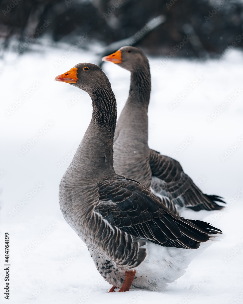Graue Gänse bewegen sich synchron. Graue Gänse bewegen sich synchron.