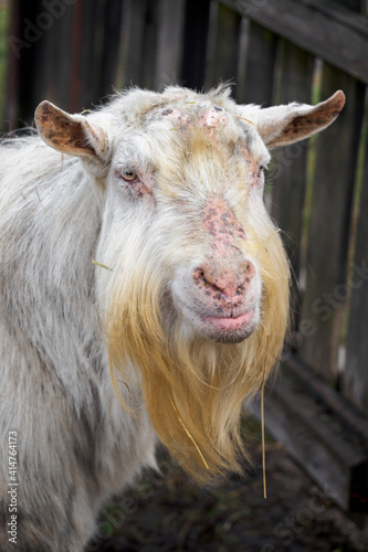Portrait of a goat's head without horns.