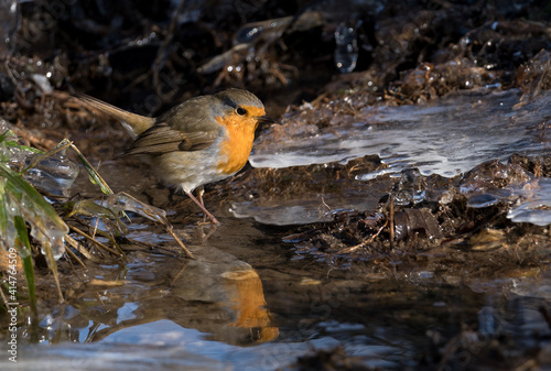 Watchful Robin bird (Rotkehlchen) searching for worms at a river, with reflection in water © Alexander