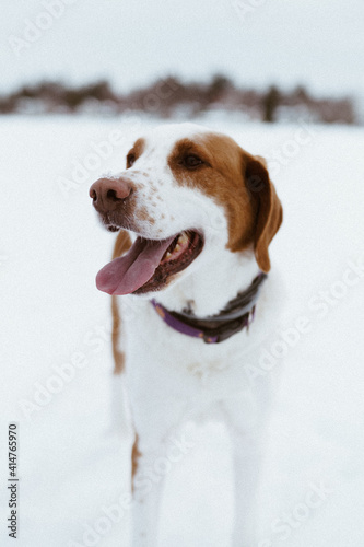 Fototapeta Naklejka Na Ścianę i Meble -  A dog with snow on the tip of its nose