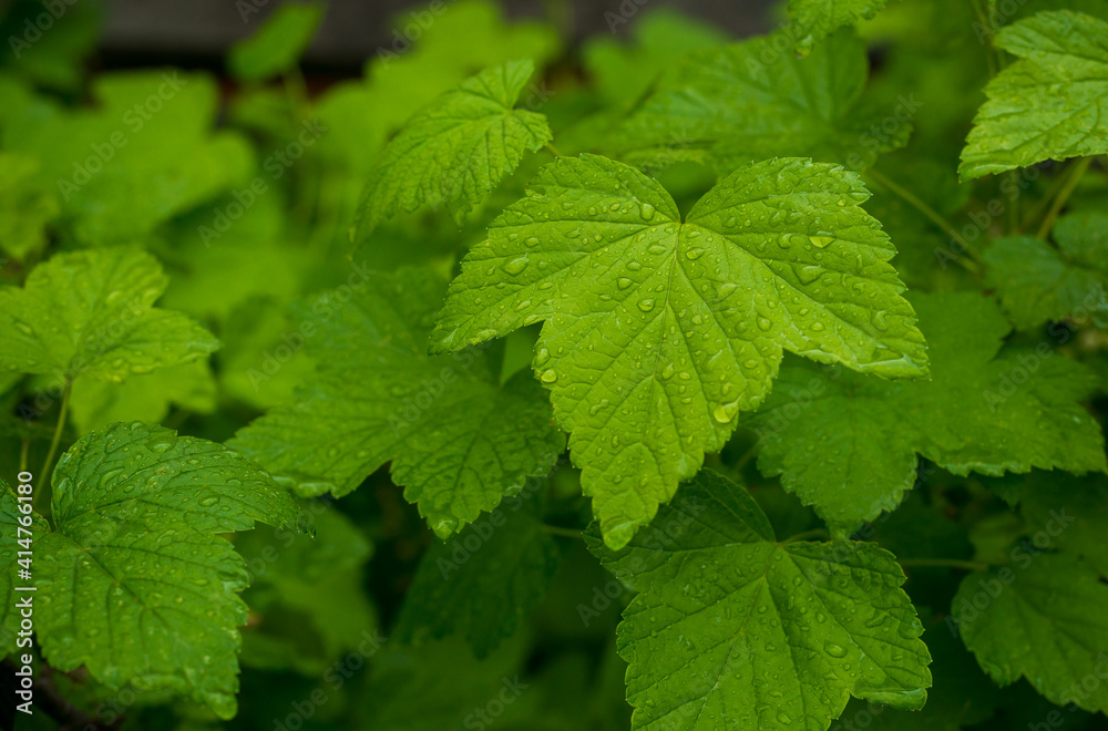 Wallpaper leaves in the rain. Selective focus Wallpaper leaves in the rain. Selective focus