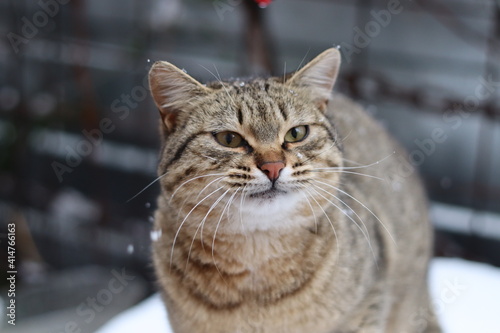 cat playing in the snow outside