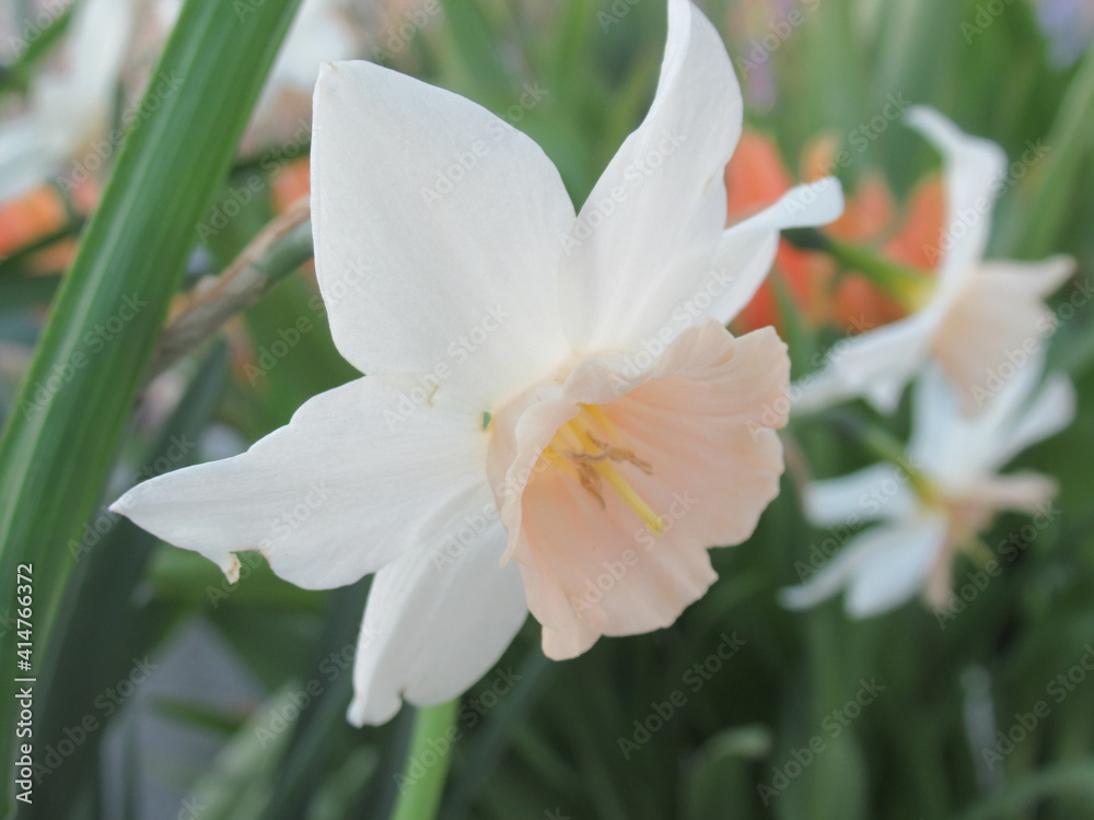 Rare pink-crowned Katie Heath narcissus blooms in Jerusalem Rare pink-crowned Katie Heath narcissus blooms in Jerusalem