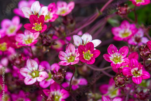 pink flowers in a garden © Mira Drozdowski