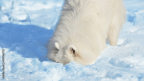 Dog digs in the snow © BVpix