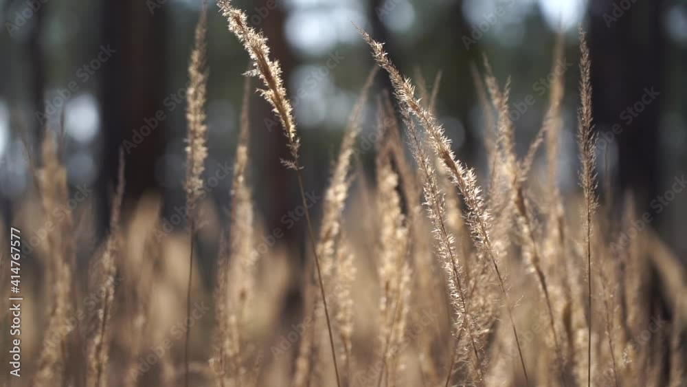 A close up of dry grass moving by wind. environment and nature A close up of dry grass moving by wind. environment and nature