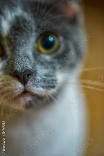 A sweet little cat with a very charming face
