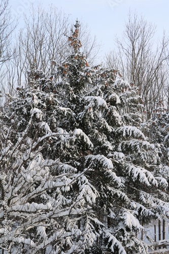 Trees covered with a lot of snow, Germany photo