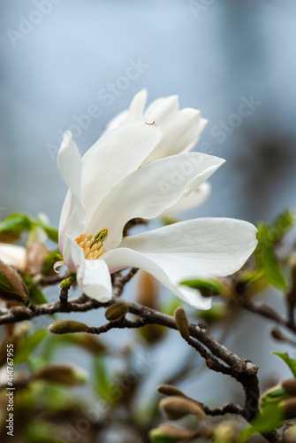 Nice magnolia tree flowers at spring sunny day  nature awakening