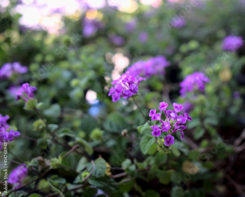 Bright purple flower garden with blurry  bokeh lights texture abstract background.