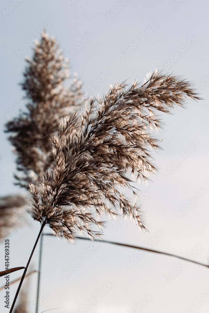 Dry reed against clear light blue sky on sunny day outdoors. Abstract natural background in neutral colors. Minimal trendy pampas grass panicles. Selective focus.