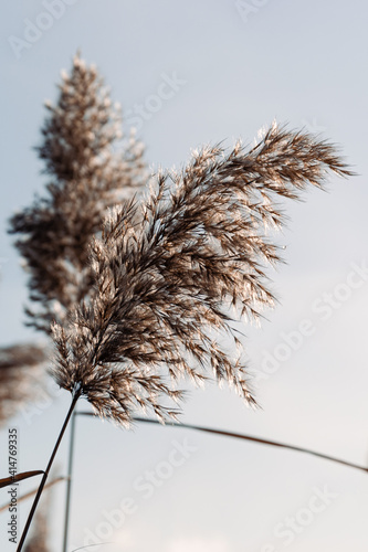 Obraz na płótnie Dry reed against clear light blue sky on sunny day outdoors. Abstract natural background in neutral colors. Minimal trendy pampas grass panicles. Selective focus. w salonie