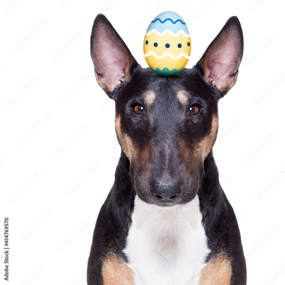 easter holidays dog with eggs