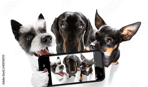 group of dogs taking selfie with smartphone