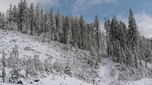 snow covered trees © Ivan
