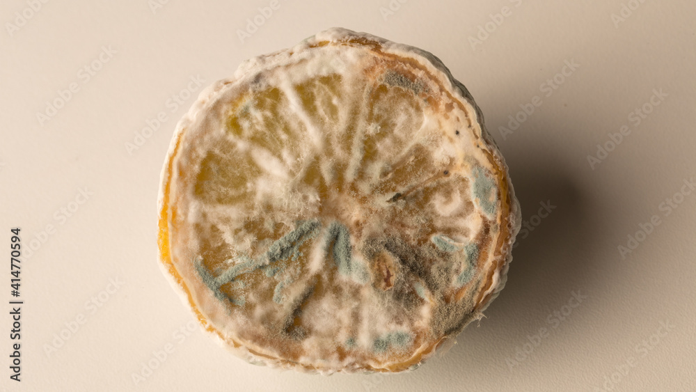 moldy lemon, half lemon with mold on white background moldy lemon, half lemon with mold on white background