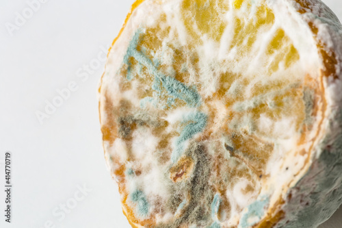 moldy lemon, half lemon with mold on white background photo