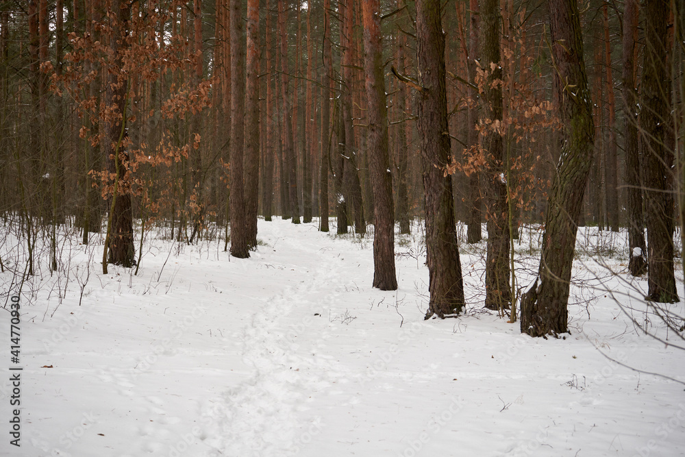 Fototapeta premium leśna zimowa ścieżka