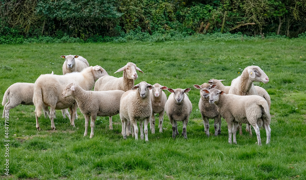 Schafe (Ovis) auf einer Wiese